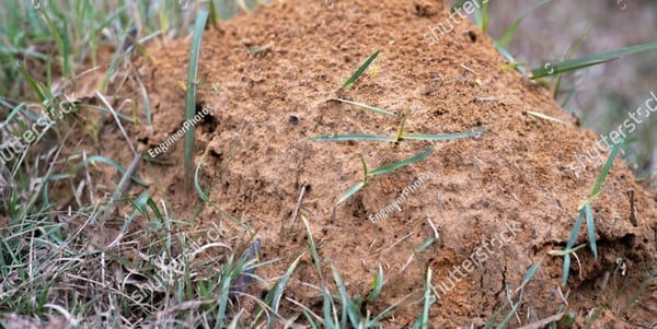 Fire Ants